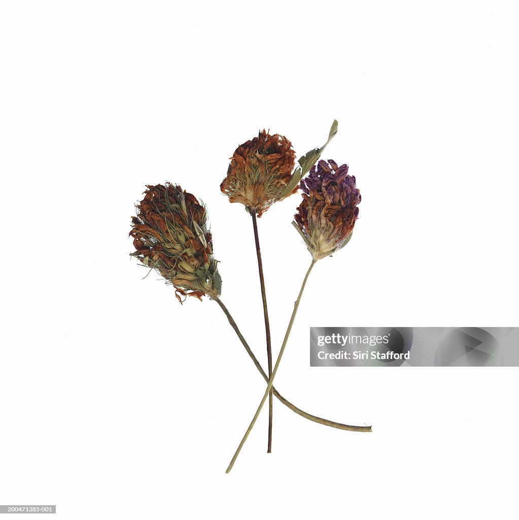 Dried red clovers (Trifolium pratense)