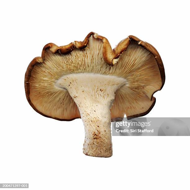 shiitake mushroom (lentinula edodes) - shiitake mushroom stock pictures, royalty-free photos & images