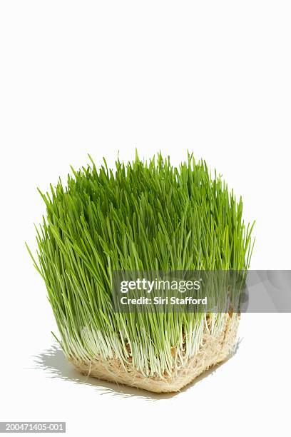 wheatgrass - grama de ponta imagens e fotografias de stock