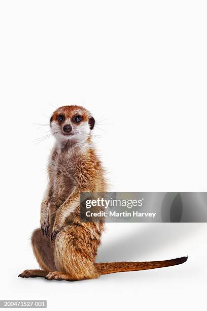 meekat (suricata suricatta) sitting on hind legs, white background - erdmännchen stock-fotos und bilder