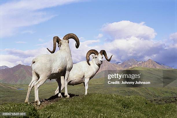 dall sheep rams (ovis dalli), summer, (digital composite) - stone-sheep stock pictures, royalty-free photos & images