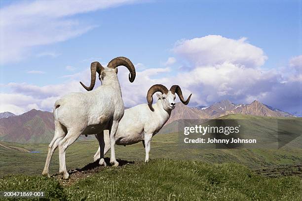 dall sheep rams (ovis dalli), summer, (digital composite) - ram animal stock pictures, royalty-free photos & images