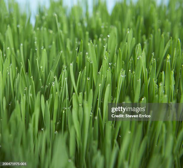 dew on blades of wheatgrass, close-up - wheatgrass stock pictures, royalty-free photos & images