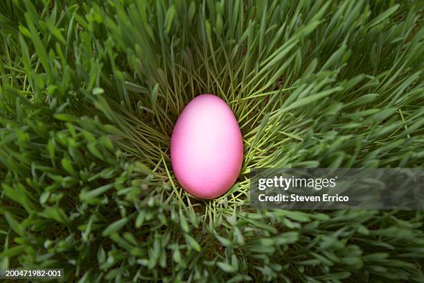 easter egg in tall wheatgrass, overhead view - easter concept stock pictures, royalty-free photos & images