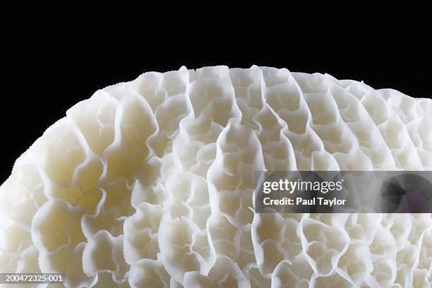 cow's honeycomb tripe (panalito) - tripe stock-fotos und bilder