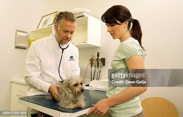 mature male vet examining yorkshire terrier in surgery with woman - yorkshire terrier vet stock pictures, royalty-free photos & images