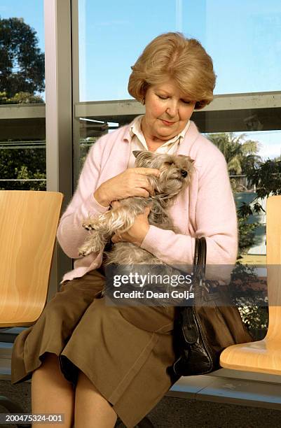 senior woman sitting in vets waiting room holding yorkshire terrier - rock dog stock-fotos und bilder