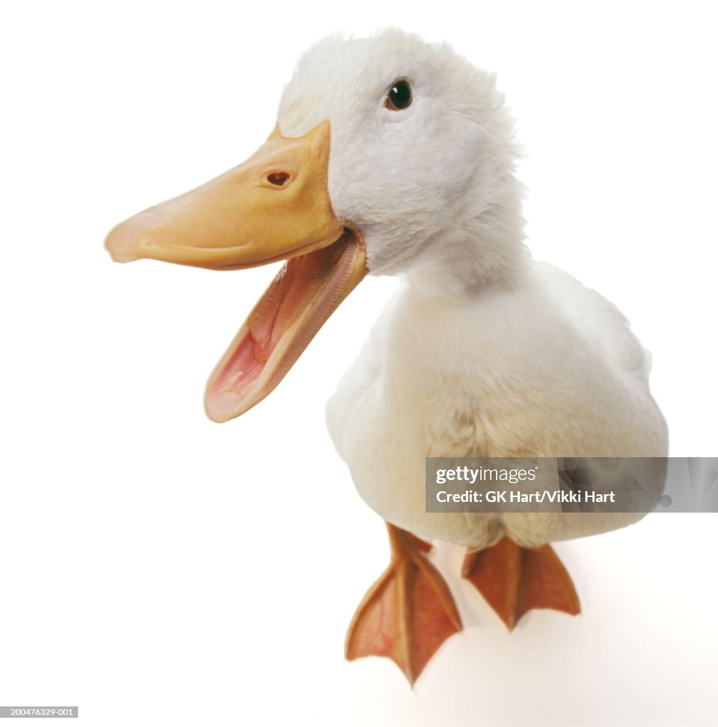 Pekin duck with beak open, against white background, close-up