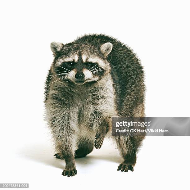 racoon (procyon lotor) against white background - by racoon on white photos et images de collection