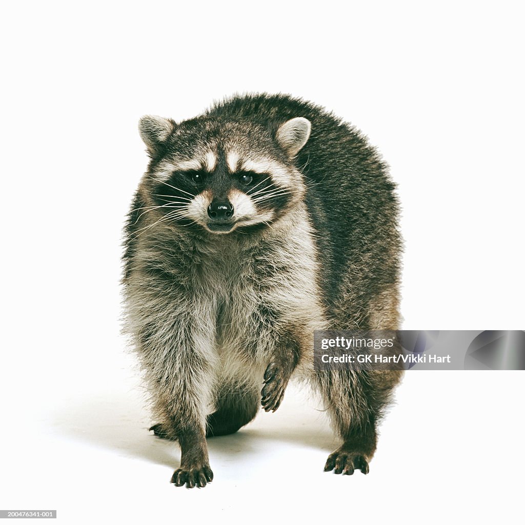 Racoon (Procyon lotor) against white background