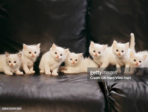 group of kittens on couch - mittelgroße tiergruppe stock-fotos und bilder