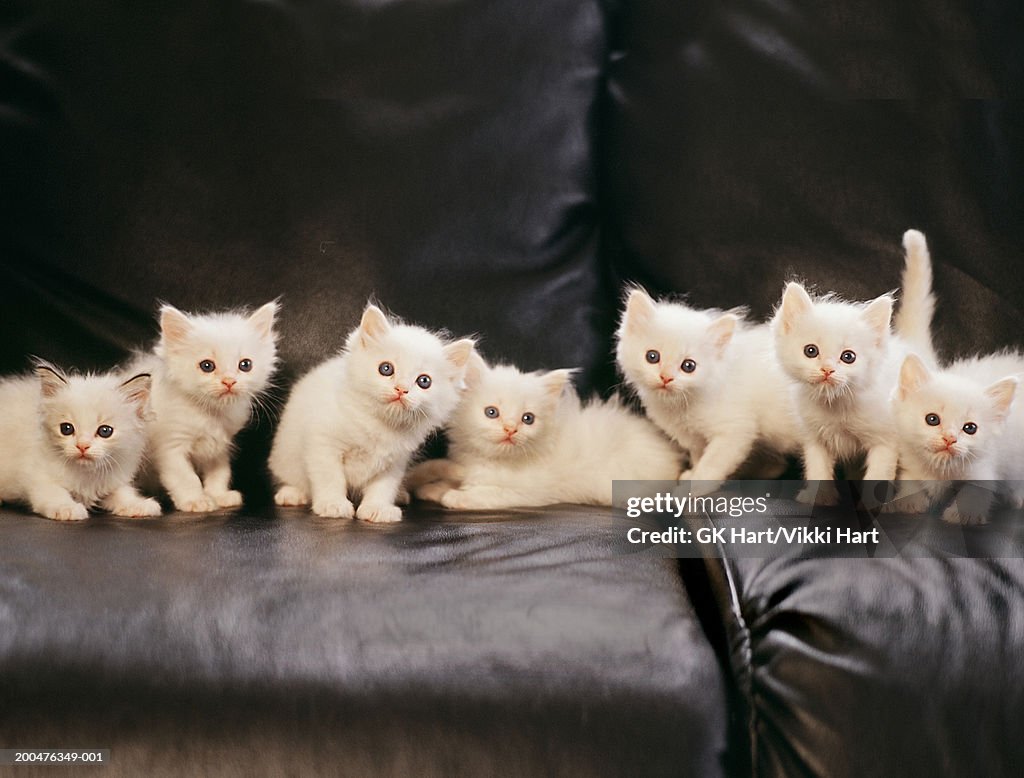 Group of kittens on couch