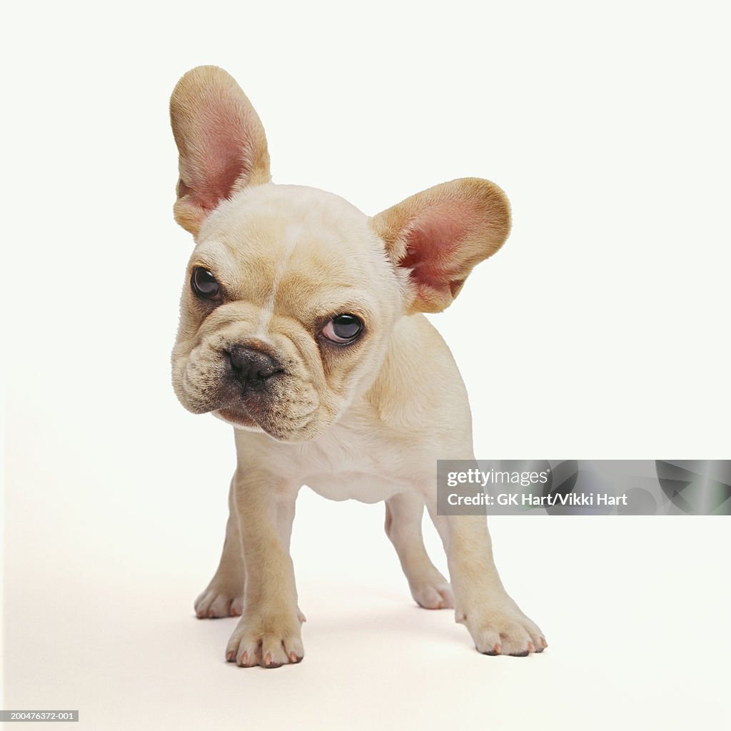 French bulldog puppy against white background, close-up