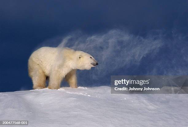 polar bear (ursus maritimus) shaking off snow, side view - polar bear stock-fotos und bilder