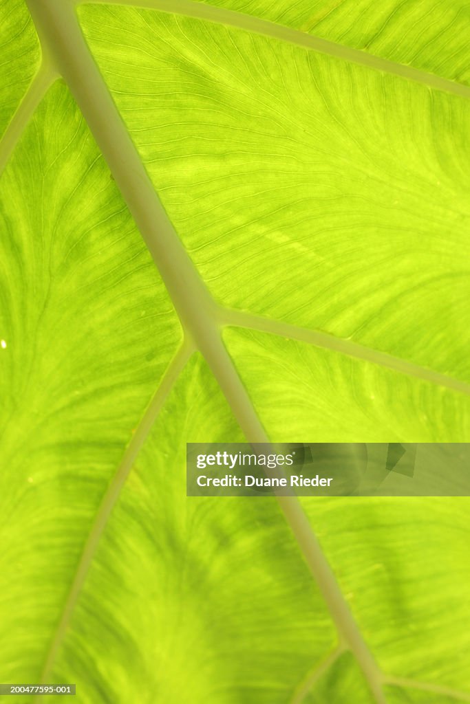 Ribs on green leaf, close-up