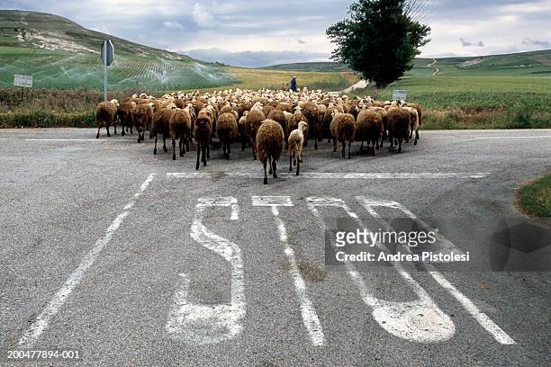 flock of sheep on road - flock of sheep stock pictures, royalty-free photos & images
