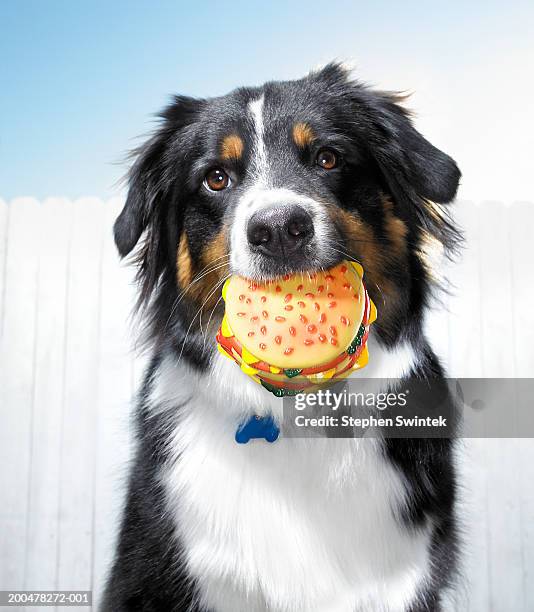 australian sheep dog with toy hamburger in mouth - dog's toy stockfoto's en -beelden