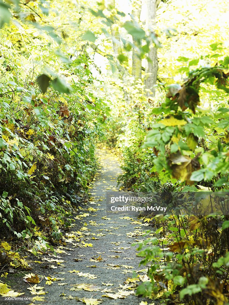 USA, Washington, Seattle, footpath surrounded by autumnal foliage