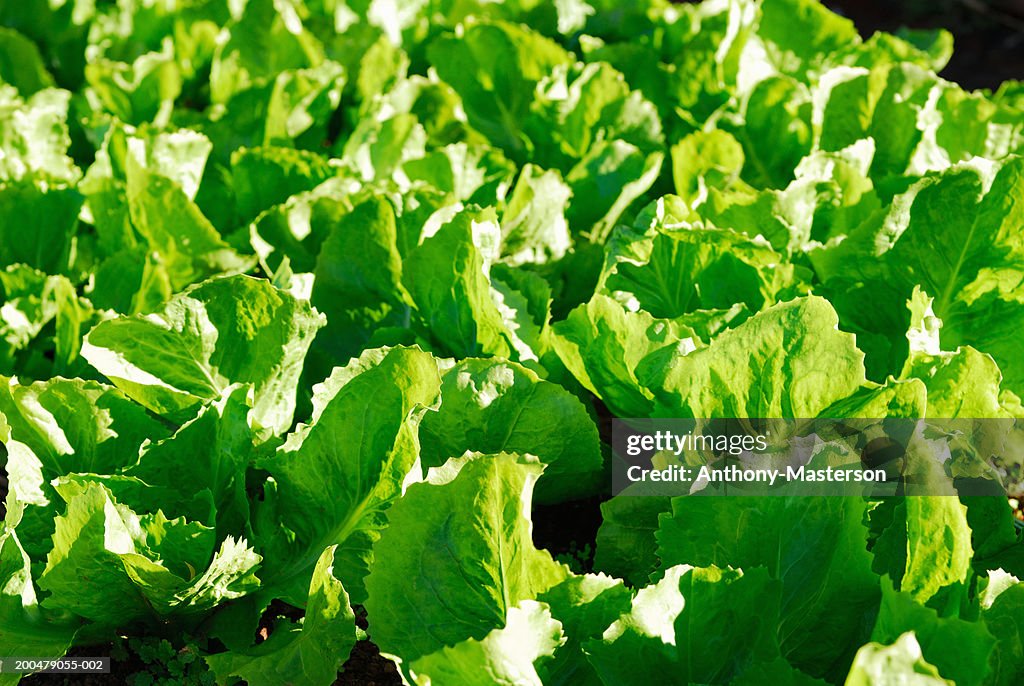 Baby green lettuce heads in farm