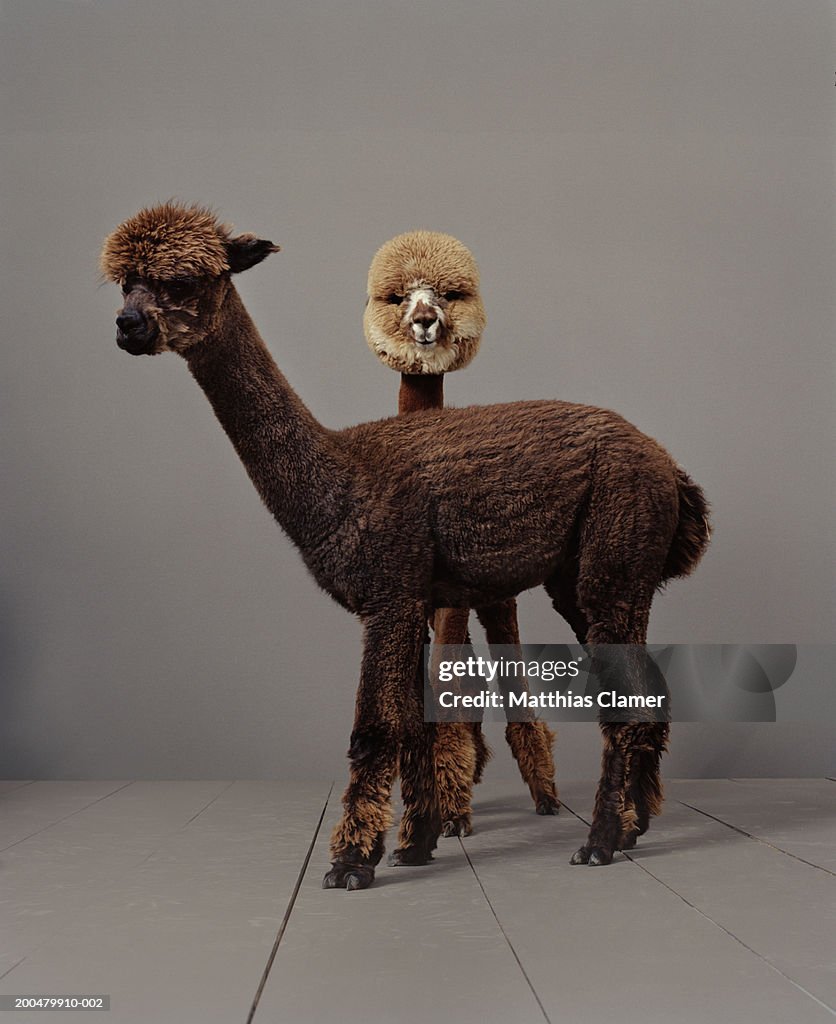 Two alpacas