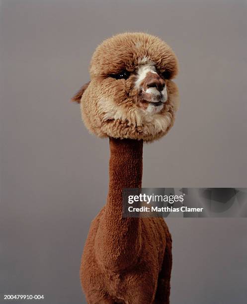 alpaca - alpaca stock pictures, royalty-free photos & images