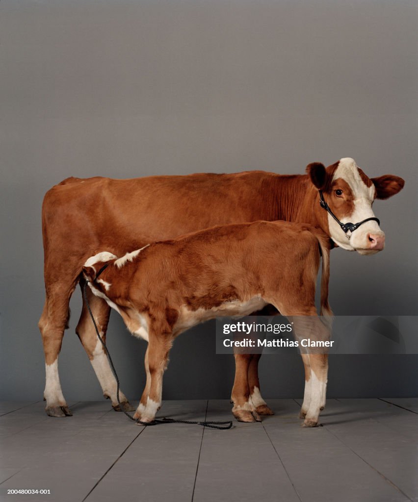 Calf nursing