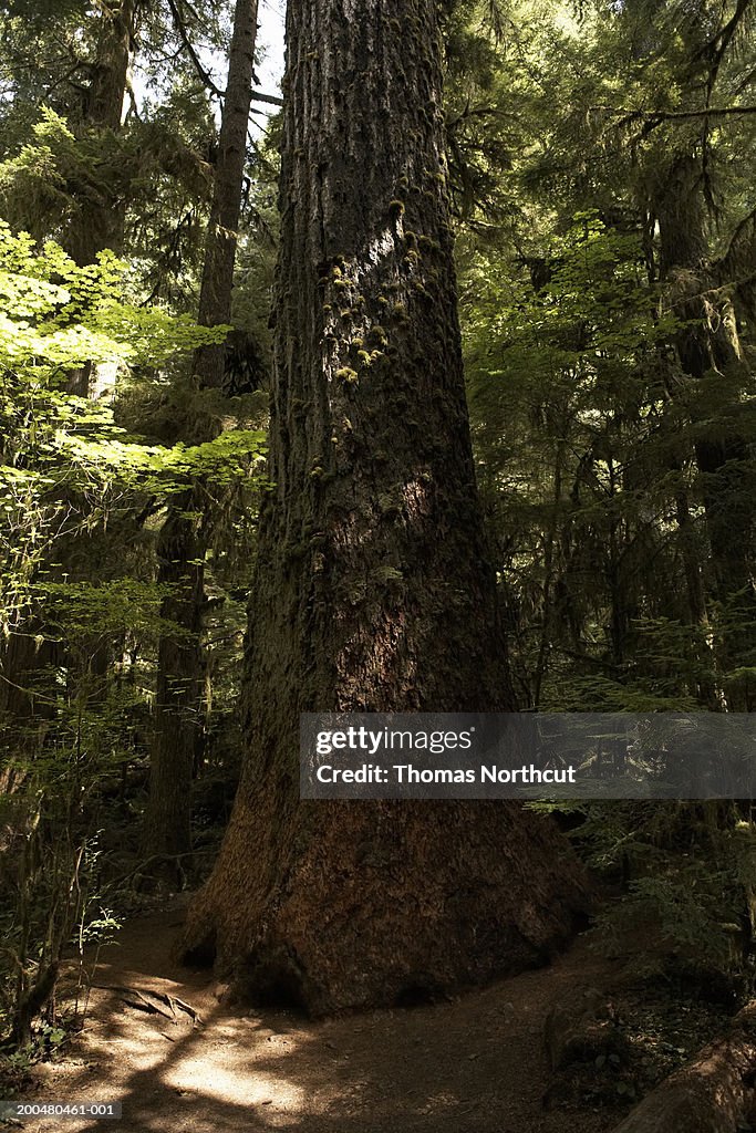 USA, Washington, Joyce, Olympic National Forest, tree trunk