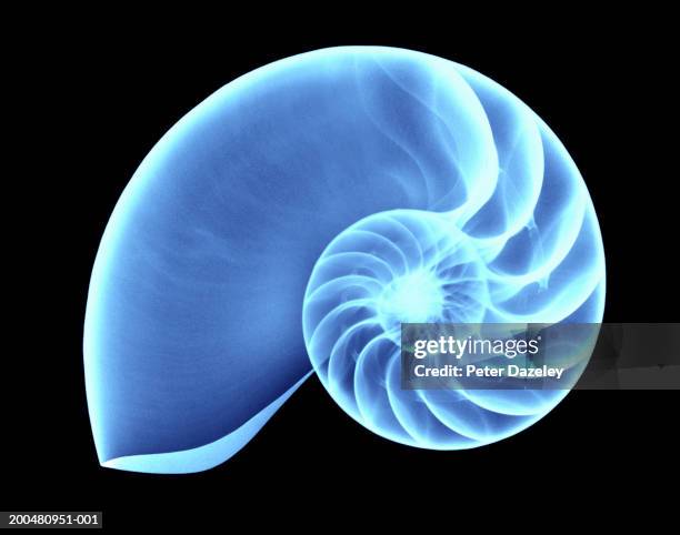 x-ray of nautilus shell, close-up, (digital enhancement) - caracola concha de mar fotografías e imágenes de stock