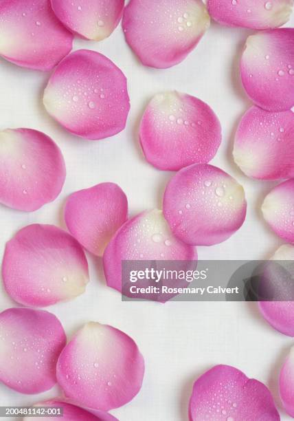 582 Rose Petals For Wedding Stock Photos, High-Res Pictures, and Images ...