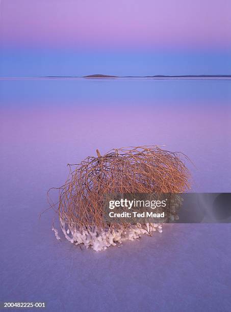 south australia, tumbleweed in shallows of lake eyre at dusk - lake eyre stock pictures, royalty-free photos & images