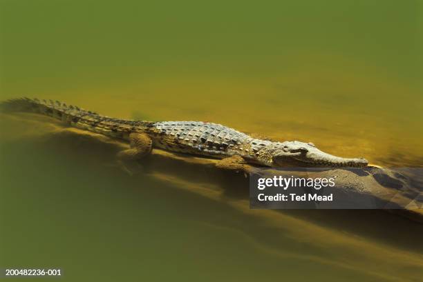 australian freshwater crocodile (crocodylus johnstoni) - australian freshwater crocodiles stock pictures, royalty-free photos & images
