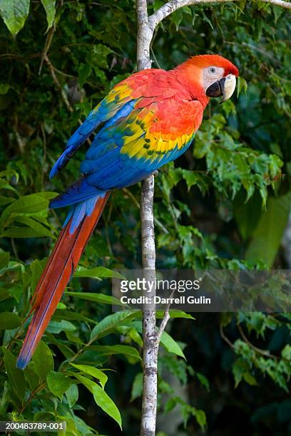 peru, manu national park, scarlet macaw (ara macao) in tropical forest - scarlet macaw stock-fotos und bilder