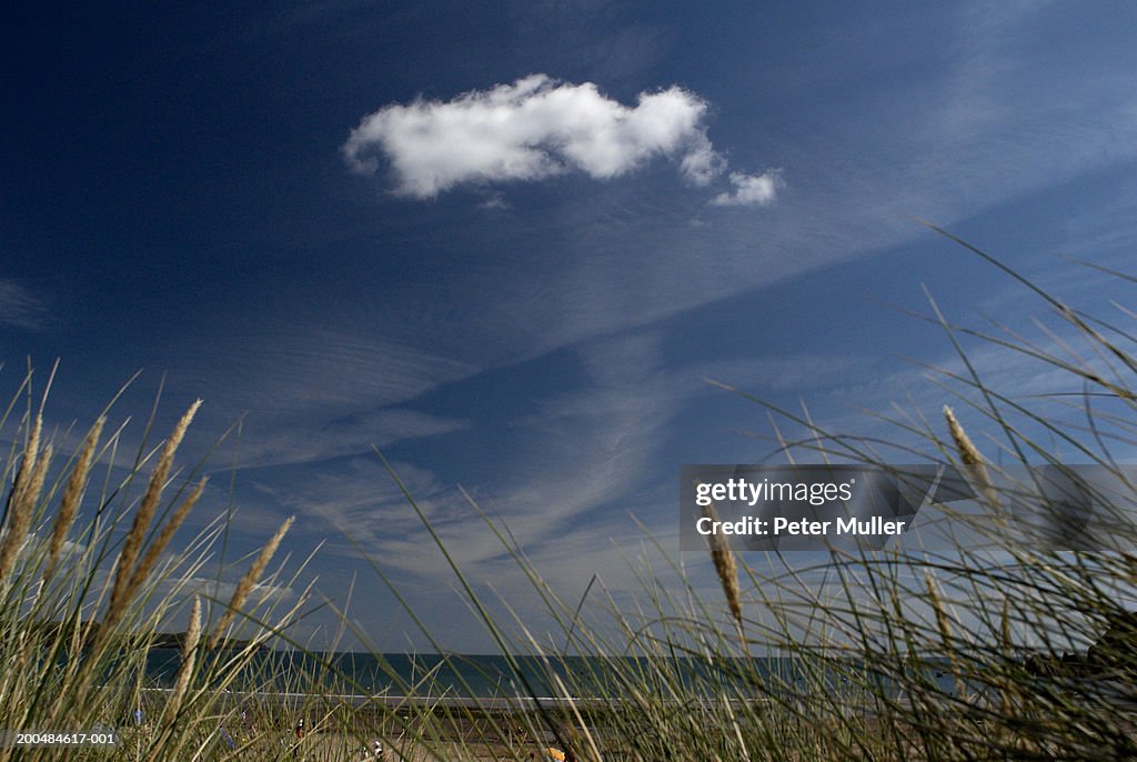 Reeds near beach