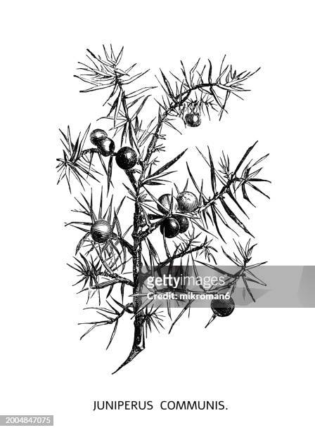 old engraved illustration of botany, common juniper (juniperus communis) small tree or shrub in the cypress family cupressaceae - cypress tree illustration stock pictures, royalty-free photos & images