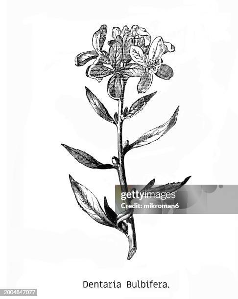 old engraved illustration of botany, coralroot bittercress or coral root (cardamine bulbifera or dentaria bulbifera) a species of flowering plant in the family brassicaceae - cardamine bulbifera stock pictures, royalty-free photos & images