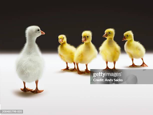 goslings, one is white, close-up (digital composite) - different animals together stock-fotos und bilder