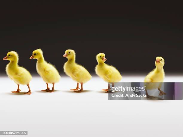 goslings in line one lagging, close-up (digital composite) - five animals stock pictures, royalty-free photos & images