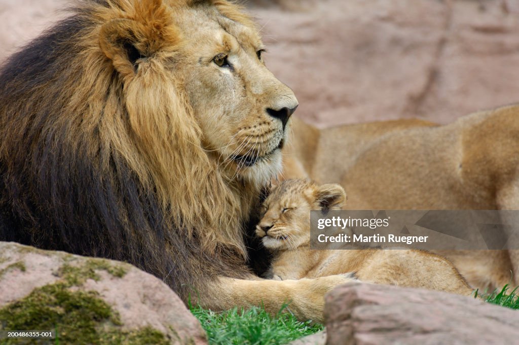 Lion and Cub (Indian Lion / Panthera leo persica)