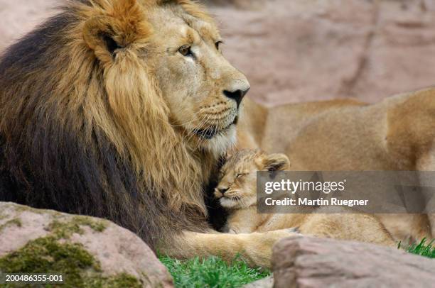 lion and cub (indian lion / panthera leo persica) - animal family stock pictures, royalty-free photos & images
