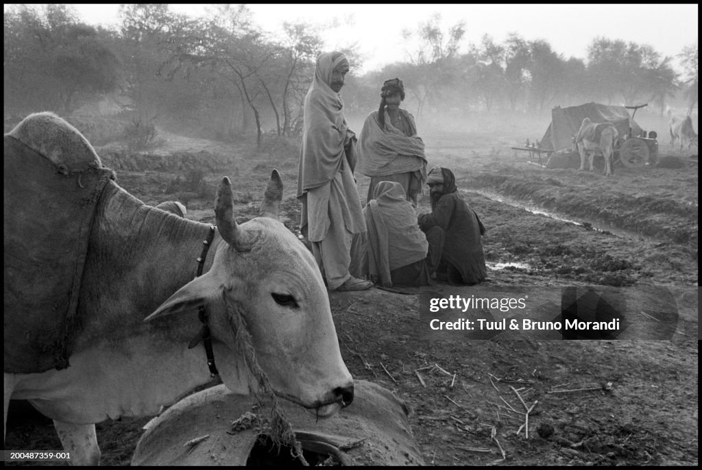 Pakistan, Balouchistan, Sibi Mela, cattle fair of Sibi (B&W)