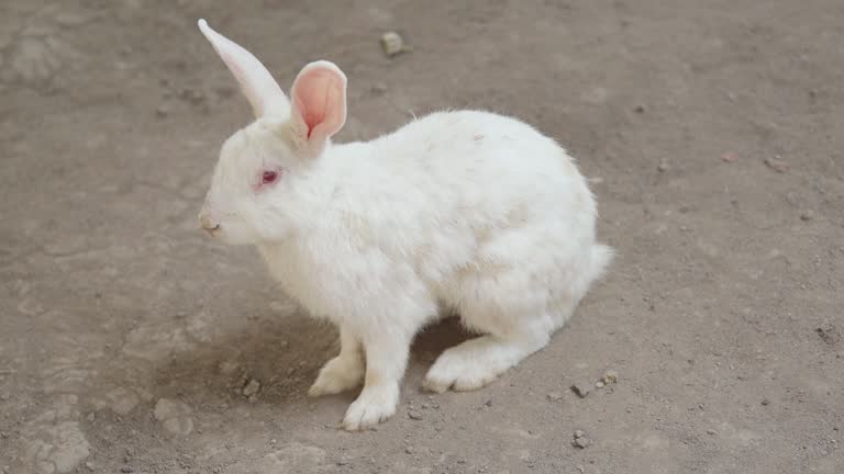 37 Mating Rabbits Stock Videos, Footage, & 4K Video Clips - Getty Images