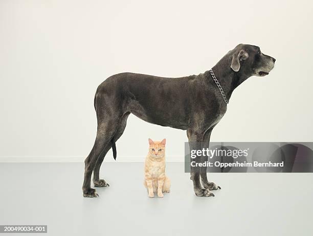 cat sitting beneath great dane - gran danés fotografías e imágenes de stock
