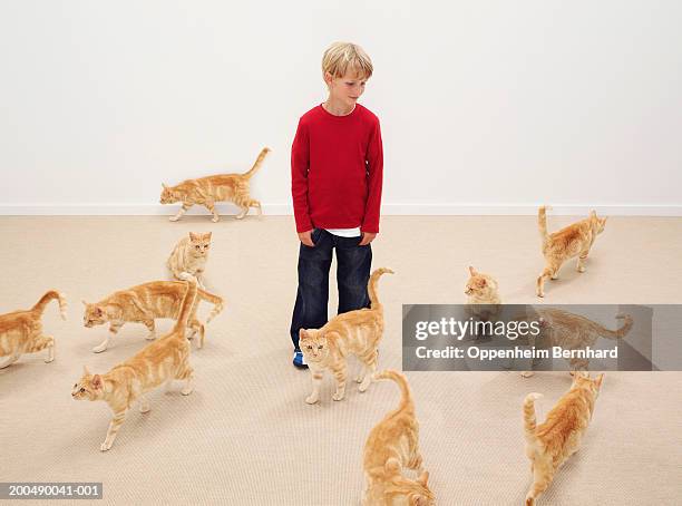 boy (8-10) surrounded by cats (digital composite) - cat standing stock pictures, royalty-free photos & images