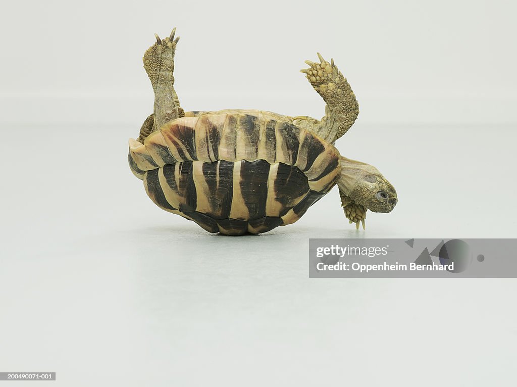 Tortoise upside down, balancing on shell