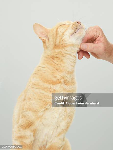 woman stroking cat's chin, close-up - hand on chin stockfoto's en -beelden