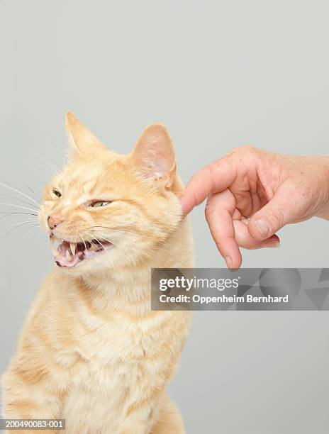 woman stroking snarling cat, close-up - snarling stockfoto's en -beelden