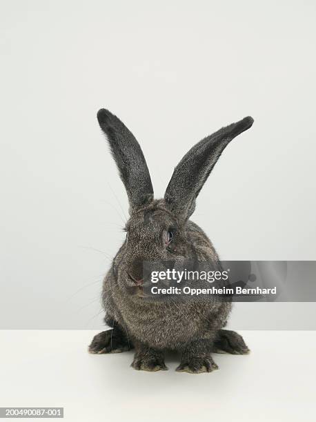 giant rabbit on table, close-up - rabbit burrow stock pictures, royalty-free photos & images