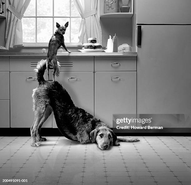 small dog atop large dog (b&w) - black and white dog stock pictures, royalty-free photos & images