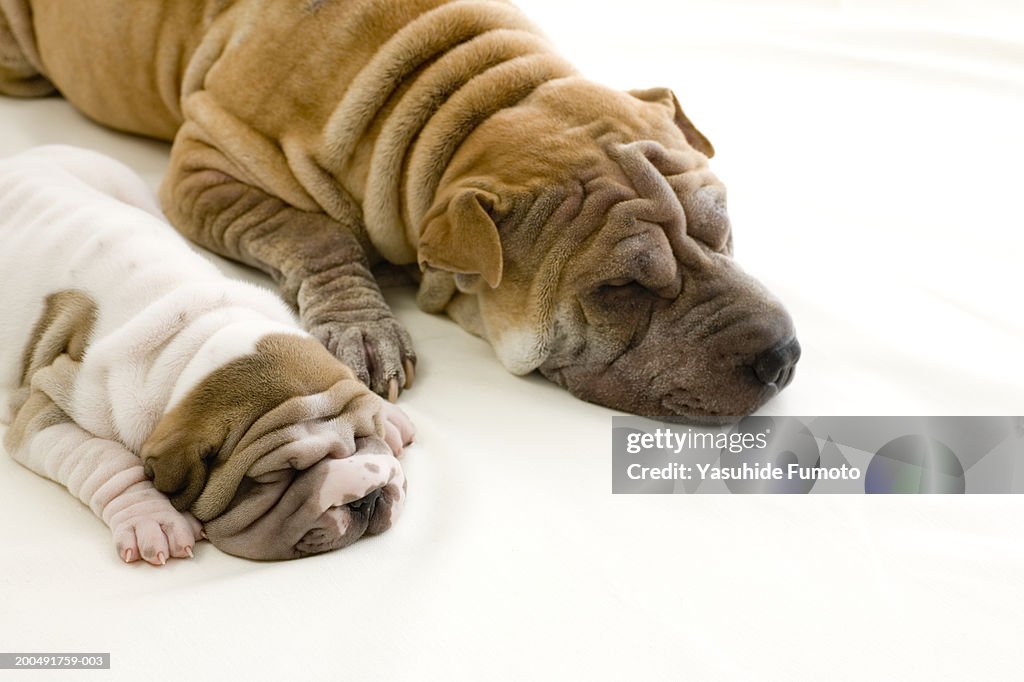 Shar-pei and shar-pei puppy sleeping side by side