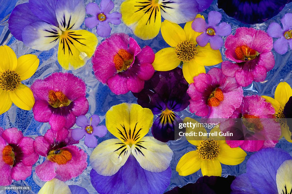 Floating annual flowers in glass bowl, overhead view, close-up